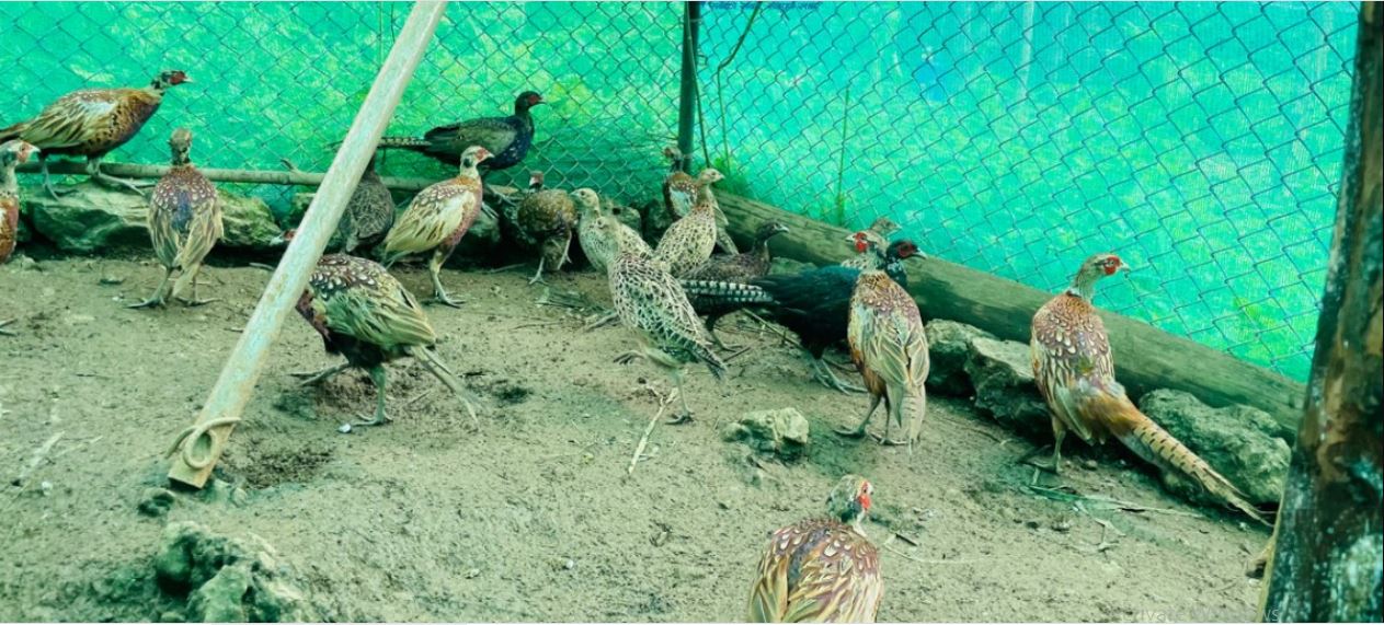 सेवा निवृत्त सैनिकको रहरलाग्दो कालिजपालन